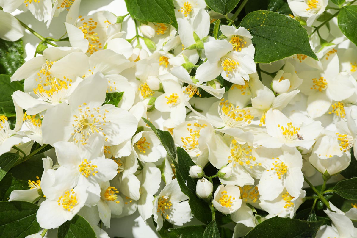 Cannabis-ed-Emicrania-medicina-cefalee-1