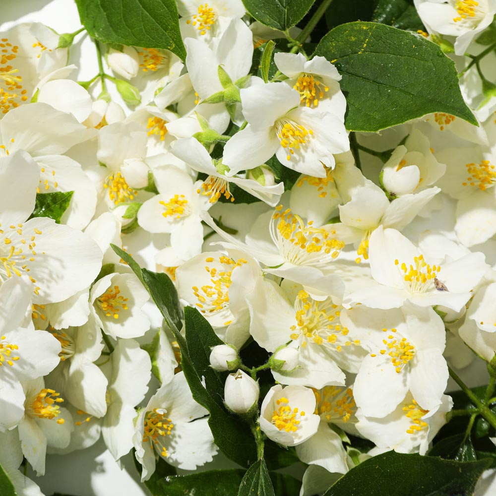 Cannabis-ed-Emicrania-medicina-cefalee